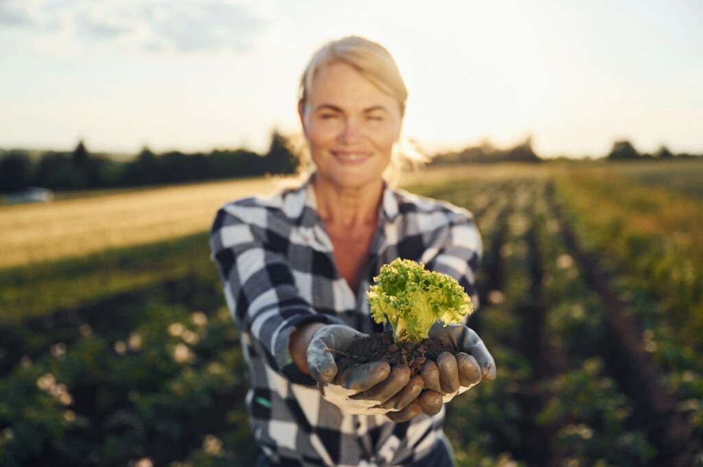 Cauliflower in soil in the hands. Woman is on the agricultural field at daytime
