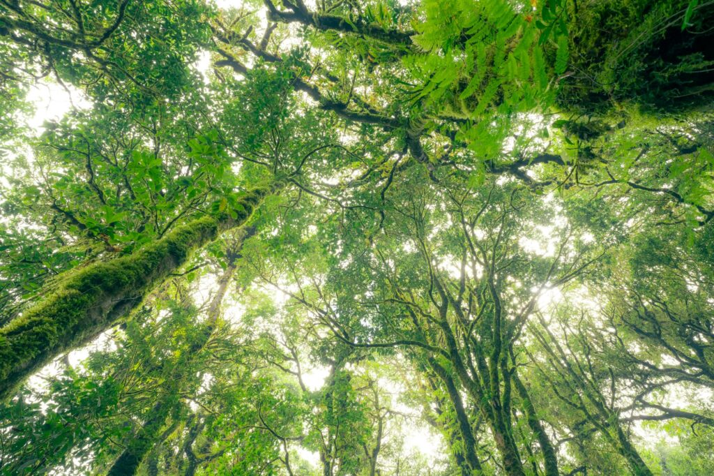 Green tree forest with sunlight through green leaves. Natural carbon capture and carbon credit