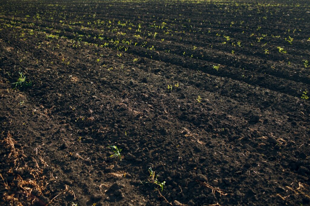 Soil of an agricultural field. Black earth